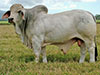 CAMBIL MAXIMUS MANSO 3236 BIL3236M