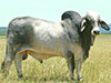 CAMBIL ROMULUS 2914 BIL2914M