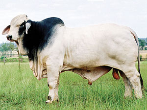 TARTRUS REMBRANDT MANSO 4382 (AI) (ET) (H)